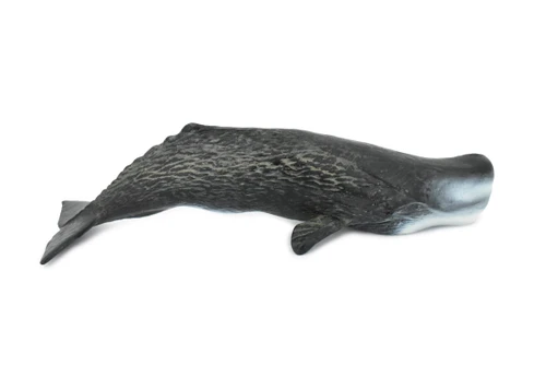 Sperm Whale, Cetacean, Marine Mammal, Museum Quality, Hand Painted, Rubber, Toy Figure, Diorama Model, Educational, 11 Inches. 