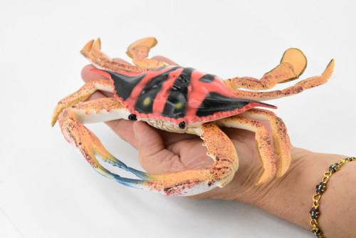 Crab, Speckled swimming Crab, Museum Quality, Rubber Crustacean, Hand Painted, Realistic Toy Figure, Model, Replica, Kids, Educational, Gift,         9"         CH361 BB137