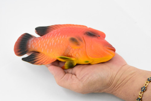Fish, Red Humphead Wrasse, Museum Quality, Hand Painted, Rubber Fish, Realistic Toy Figure, Model, Replica, Kids, Educational, Gift,      7"     CH363 BB138