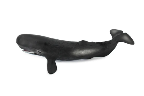 Sperm Whale, Cetacean, Marine Mammal, Museum Quality, Hand Painted, Rubber, Toy Figure, Diorama Model, Educational,  8 Inches. 