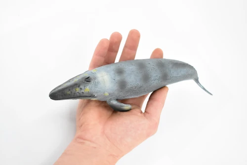 Grey Whale, Marine Mammal, Museum Quality, Hand Painted, Educational, Rubber Animal, Realistic, Diorama Model, Toy Figure, Kids, 10 Inches. 