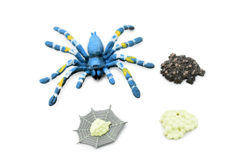 Life Cycle of a Cobalt Blue Tarantula, 4 Stages, Arachnida, Museum Quality, Educational, Hand Painted, Rubber Spider, Diorama Model, Kids, Toys, 4 Inches. 