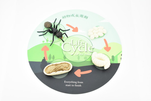 Life Cycle of a Black Ant, Myrmicinae, 4 Stages, Museum Quality, Educational, Hand Painted, Rubber Insect, Realistic Toy Figure, Diorama Model, Kids, 3 Inches. 