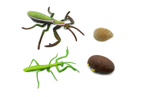 Mantis, Life Cycle of a Praying Mantis, 3 Stages, Museum Quality, Hand Painted, Rubber Insect, Figure, Model, Realistic, Educational, Gift,       5"     CH481 BB150