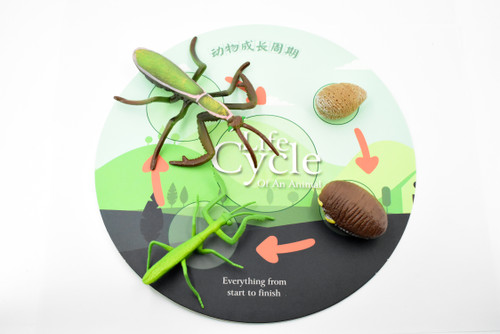 Praying Mantis, Life Cycle of a Praying Mantis, 4 Stages, Museum Quality, Educational, Hand Painted, Rubber Insect, Diorama Model, Kids, Toys, 5 Inches.