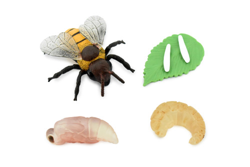 Bee Life Cycle, 4 Stages, Educational, Museum Quality, Hand Painted, Rubber Insect, Figure, Model, Realistic, Kids, Toys,  3  Inches. 