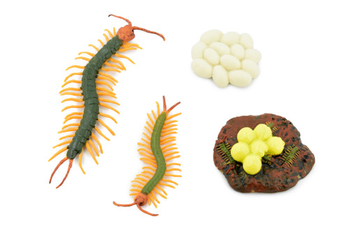 Life Cycle of a Centipede, Arthropods, 4 Stages, Museum Quality, Rubber, Hand Painted, Realistic Toy Figure, Diorama Model, Kids, Educational,  5 Inches.