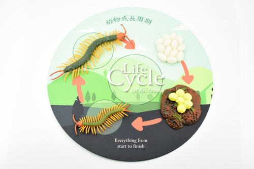 Life Cycle of a Centipede, Arthropods, 4 Stages, Museum Quality, Rubber, Hand Painted, Realistic Toy Figure, Diorama Model, Kids, Educational,  5 Inches.