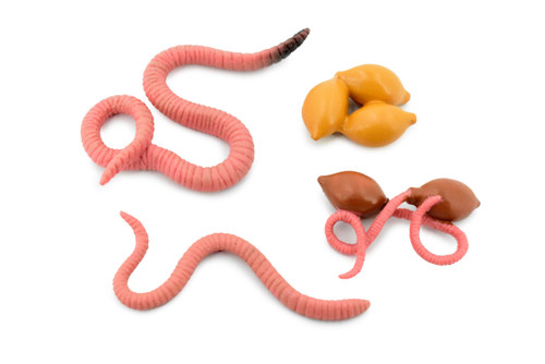 Life Cycle of a Earthworm, Worm, 4 Stages, Museum Quality, Educational, Hand Painted, Rubber Insect, Diorama Model, Kids, Toys,  3 Inches.