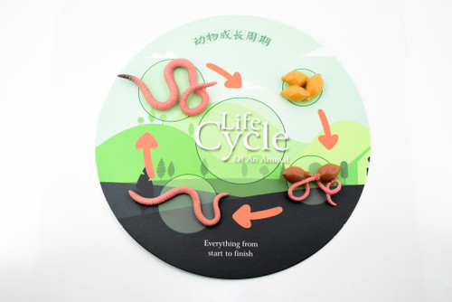 Life Cycle of a Earthworm, Worm, 4 Stages, Museum Quality, Educational, Hand Painted, Rubber Insect, Diorama Model, Kids, Toys,  3 Inches.