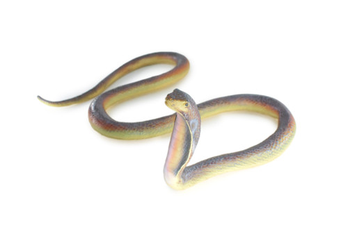 Cobra, Very Large, Hand Painted, Museum Quality, Soft Rubber Snake, Realistic Reptile, Model, Replica, Educational,  24 Inches, 7inches Tall.