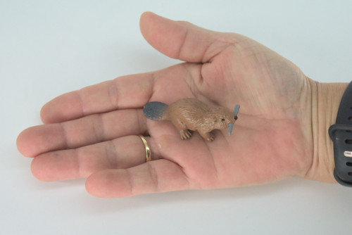 Beaver, Reddish Brown Castor, Very Nice Rubber Animal, Educational, Realistic Figure, Lifelike Model, Figurine, Toy, Kids,  Gift,    2 1/4 Inches.   F3538 B138