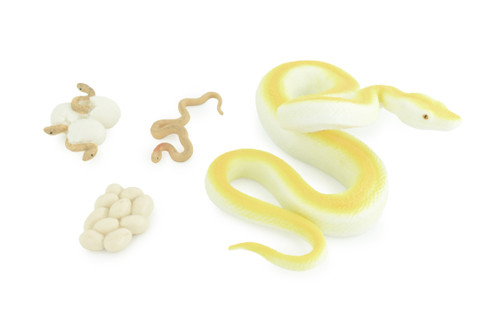 Burmese Python Life Cycle, 4 Piece Set, Museum Quality, Hand Painted, Educational, Solid Rubber Snake, Realistic, Diorama, Toys, Kids, Gift, 6 Inches. CH886 BB201