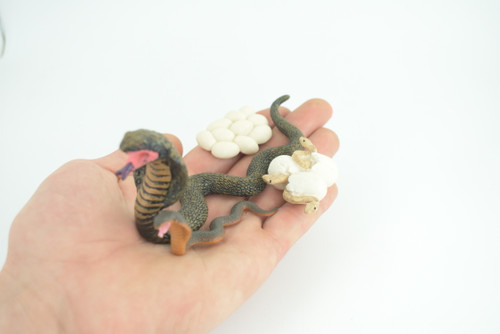 Cobra Snake Life Cycle, 4 Piece Set, Hand Painted, Educational, High Quality Rubber Reptile, Realistic, Diorama, Figure, Toys, Kids, Gift, 6 Inches. CH986 BB214