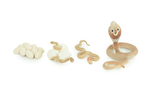 Cobra Snake Life Cycle, 4 Piece Set, Hand Painted, Educational, High Quality Rubber Reptile, Realistic, Diorama, Figure, Toys, Kids, Gift, 3 1/2 Inches. CH987 BB214