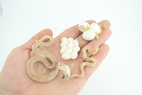 Cobra Snake Life Cycle, 4 Piece Set, Hand Painted, Educational, High Quality Rubber Reptile, Realistic, Diorama, Figure, Toys, Kids, Gift, 3 1/2 Inches. CH987 BB214