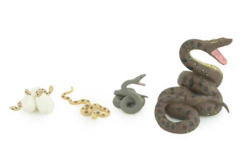 Python Life Cycle, 4 Piece Set, Hand Painted, Educational, High Quality Rubber Reptile, Realistic Snake, Diorama, Figure, Toys, Kids, Gift, 3 1/2 Inches. CH990 BB215