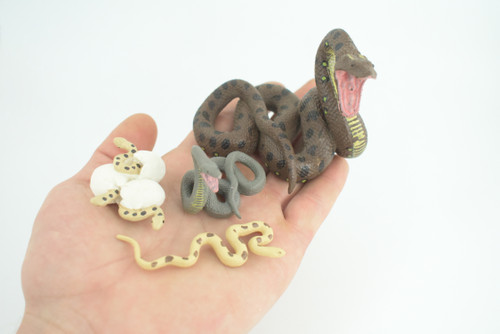 Python Life Cycle, 4 Piece Set, Hand Painted, Educational, High Quality Rubber Reptile, Realistic Snake, Diorama, Figure, Toys, Kids, Gift, 3 1/2 Inches. CH990 BB215