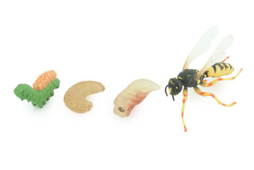 Hornet, Wasp, Life Cycle, 4 Piece Set, Hand Painted, Educational, High Quality Rubber Insect, Realistic, Diorama, Figure, Toys, Kids, Gift, 3 Inches. CH995 BB215