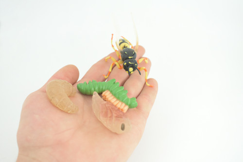 Hornet, Wasp, Life Cycle, 4 Piece Set, Hand Painted, Educational, High Quality Rubber Insect, Realistic, Diorama, Figure, Toys, Kids, Gift, 3 Inches. CH995 BB215