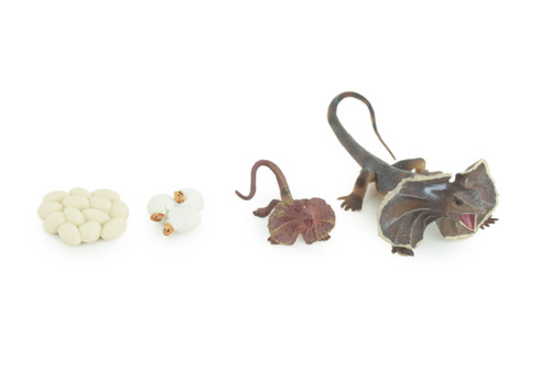 Frilled Lizard Life Cycle, 4 Piece Set, Hand Painted, Educational, High Quality Rubber Reptile, Realistic Lizard, Diorama, Figure, Toys, Kids, Gift, 6 Inches. CH997 BB215