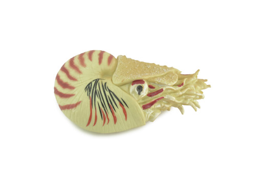 Nautilus, Pelagic Marine Mollusk, Museum Quality, Rubber, Hand Painted, Realistic Toy Figure, Diorama Model, Kids, Educational, Gifts, 4 Inches. CH1009 BB217