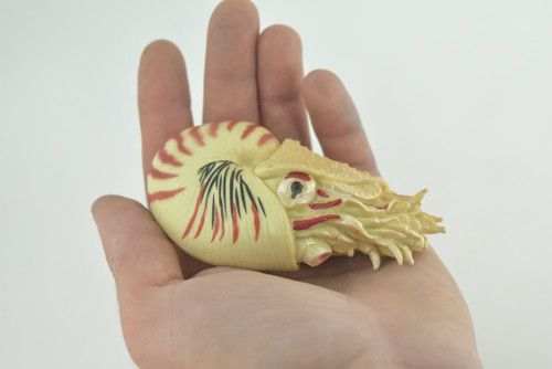 Nautilus, Pelagic Marine Mollusk, Museum Quality, Rubber, Hand Painted, Realistic Toy Figure, Diorama Model, Kids, Educational, Gifts, 4 Inches. CH1009 BB217