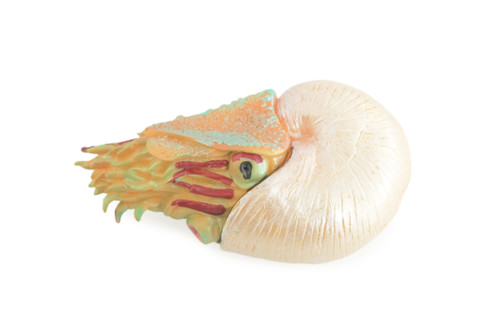 Nautilus, Pelagic Marine Mollusk, Museum Quality, Hard Rubber, Hand Painted, Realistic Toy Figure, Diorama Model, Kids, Educational, Gifts, 4 Inches. CH1047 BB221