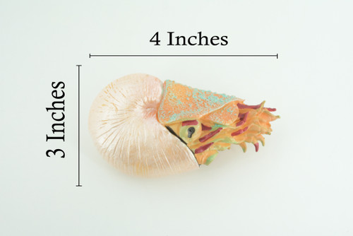 Nautilus, Pelagic Marine Mollusk, Museum Quality, Hard Rubber, Hand Painted, Realistic Toy Figure, Diorama Model, Kids, Educational, Gifts, 4 Inches. CH1047 BB221