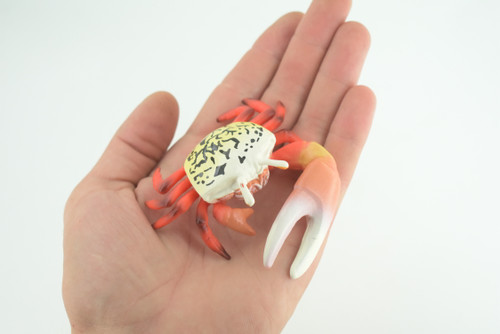Fiddler Crab, Marine Crustaceans, Museum Quality, Hand Painted, Hard Rubber, Toy Figure, Diorama Model, Replica, Kids, Educational, Gift, 3 1/2 Inches. CH1054 BB216