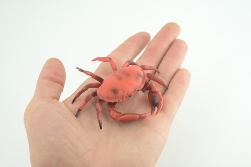 Dungeness Crab, Marine Crustaceans, Museum Quality, Hand Painted, Hard Rubber, Toy Figure, Diorama Model, Replica, Kids, Educational, Gift, 3 Inches. CH1055 BB218