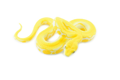 Snake, Burmese Python, Yellow, Rubber Reptile, Museum Quality, Hand ...