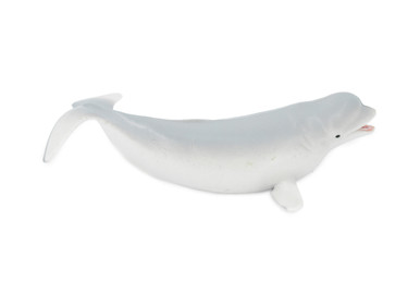 Beluga Whale, Cetacean, Marine Mammal, Museum Quality, Hand Painted ...
