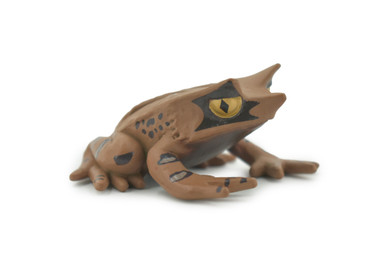 Toad, Perak Horned Frog, Megophrys aceras, Amphibians, Museum