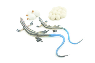 Whiptail Grass Lizard, Life Cycle, 4 Pieces, Educational, Hand