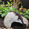 Shire Home - XLarge Cave | Reptile Rock Hide - Crystal Heaven