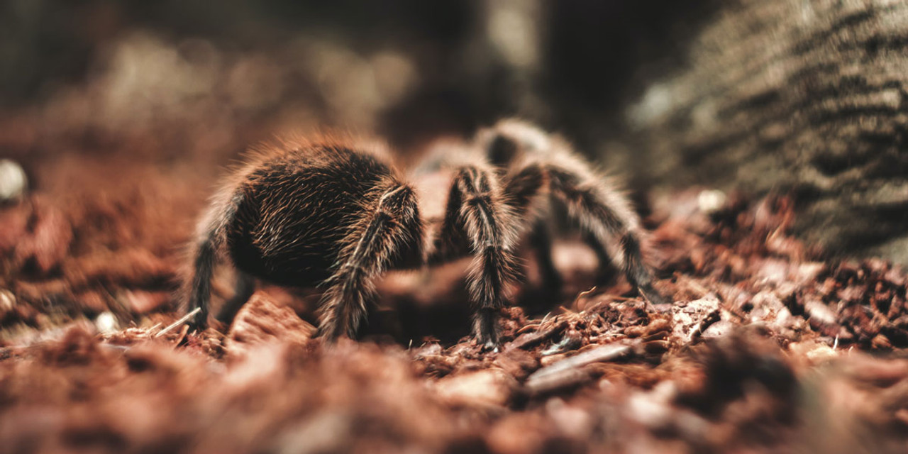 Coconut Hideout House Tarantula Enclosure Accessories Delicate