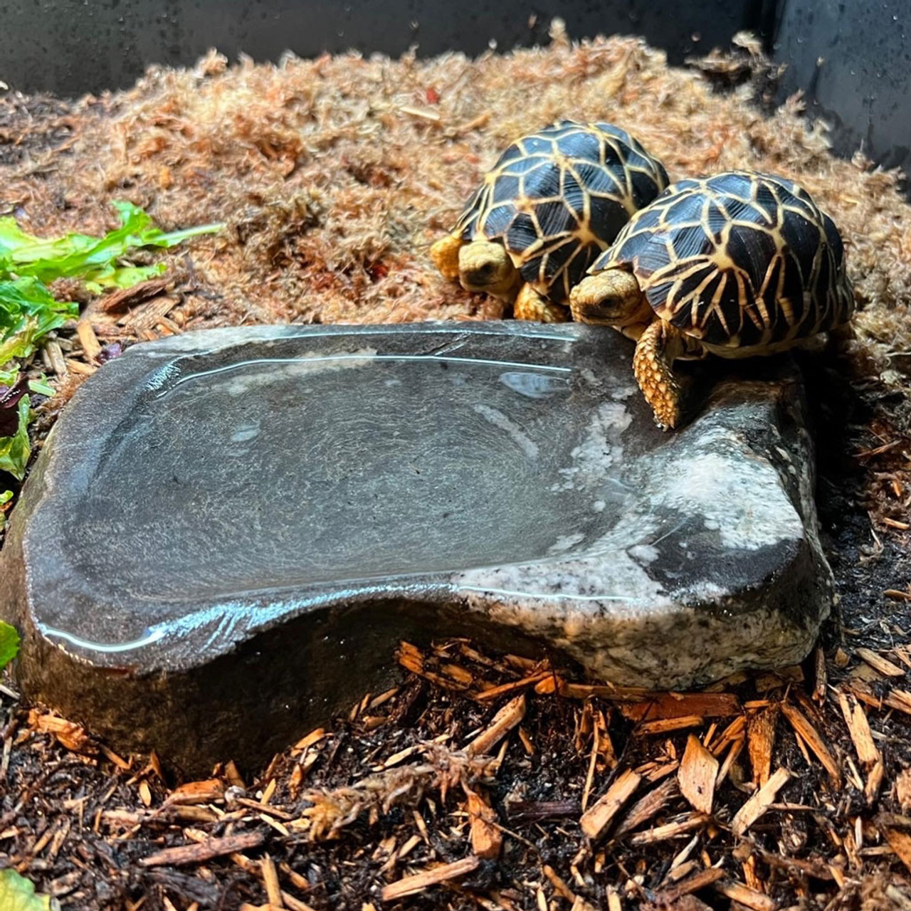https://cdn11.bigcommerce.com/s-moq2ifbfzo/images/stencil/1280x1280/products/234/2103/Blus_Zoo_Rock_Water_Bowl_for_Barmoise_Tortoise__83069.1691808170.jpg?c=1?imbypass=on