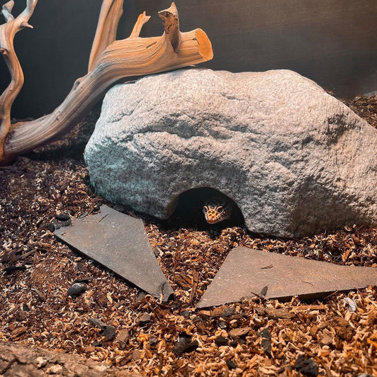 Royal Reptile Hides & Caves Shop for Reptile Hideouts and Real Rock