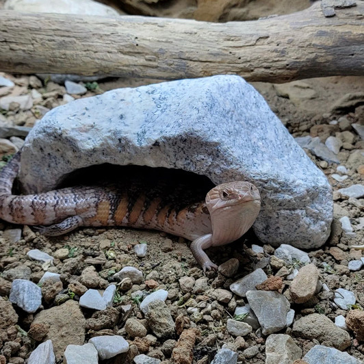 Royal Reptile Hides & Caves Shop for Reptile Hideouts and Real Rock