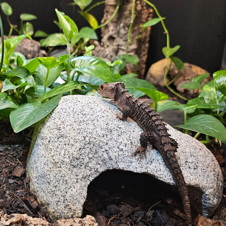 Shire Home - XLarge Cave | Reptile Rock Hide - Crystal Heaven