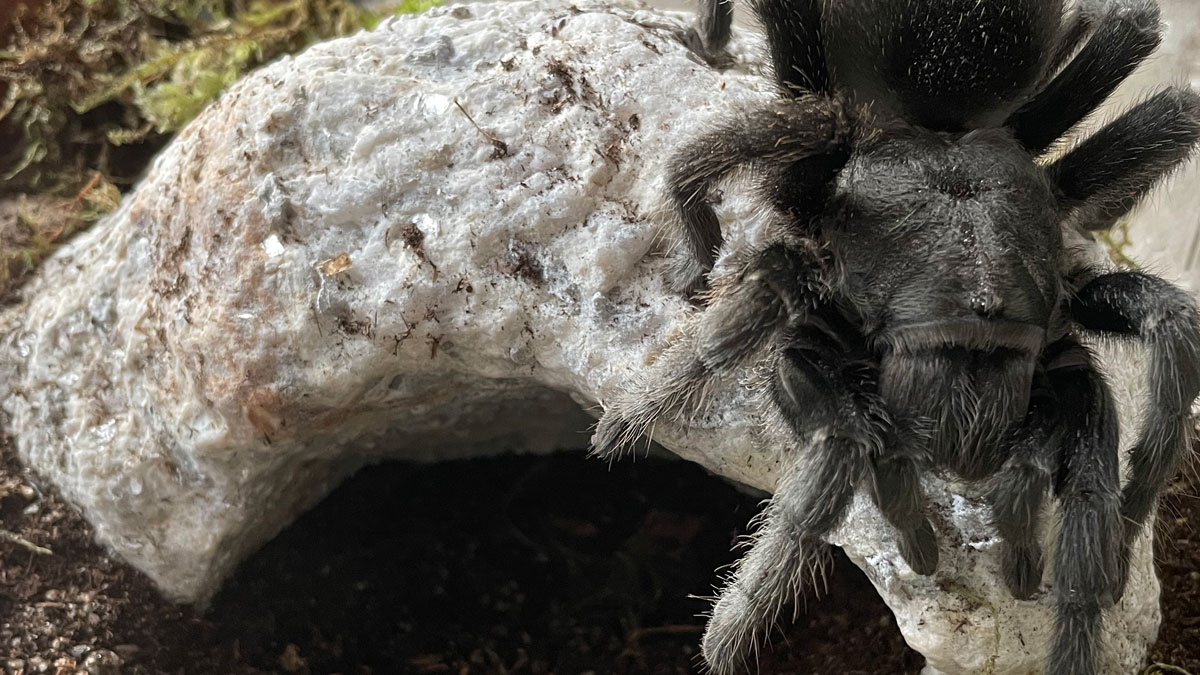 Large Reptile Hide in Real Stone Shop for a Large Reptile Cave for