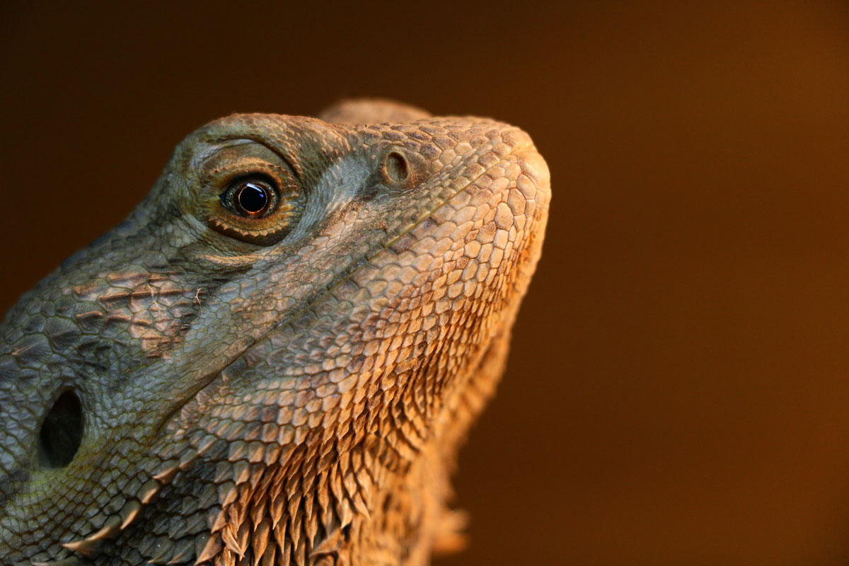 Central Bearded Dragon - The Australian Museum