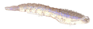 Berkley - Gulp Translucent Shrimp - 3in 6bg Starry Night - GSCSHR3-STRYN