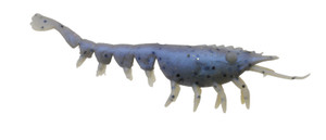 A Band Of Anglers - Floating Natural Shrimp - 4in 3pk 1hk-pearly Blue - HYLSNS4FLPRB