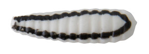 Johnson Beetle Spin - 1/32oz 1'' - N Wht/Blk Stripe