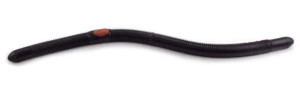 Kelly's Pier Boy Special - 5.5'' Black Berry Black