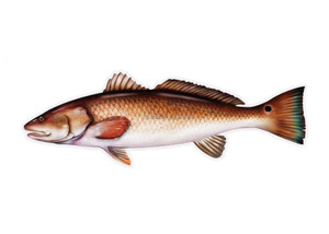 Salty Profile Sticker, 4.5x15.75 Redfish