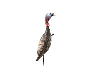 Flextone Flxflxdy330 Funky Chicken Gen. 2