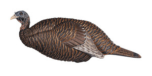 Flextone Flxflxdy331 Thunder Chick Breeder